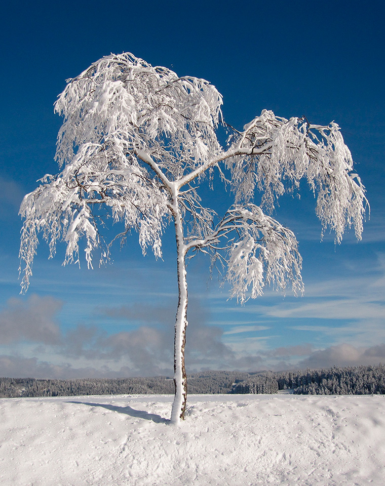 Arbre-defeuille-dans-patsage-neige