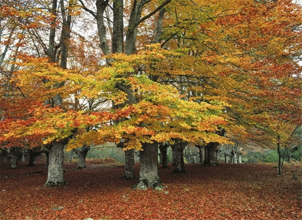 Bosque de hayas 2