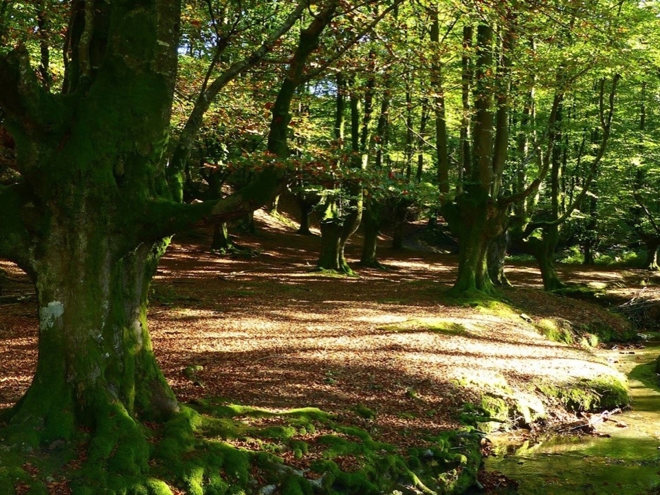 Parque natural hayas y rio