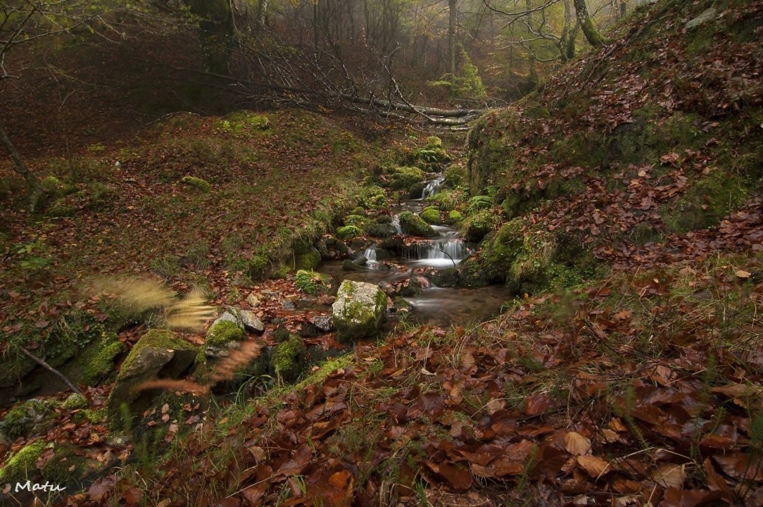 Rio en bosque