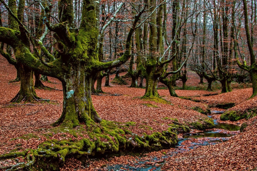 Bosque de hayas 1